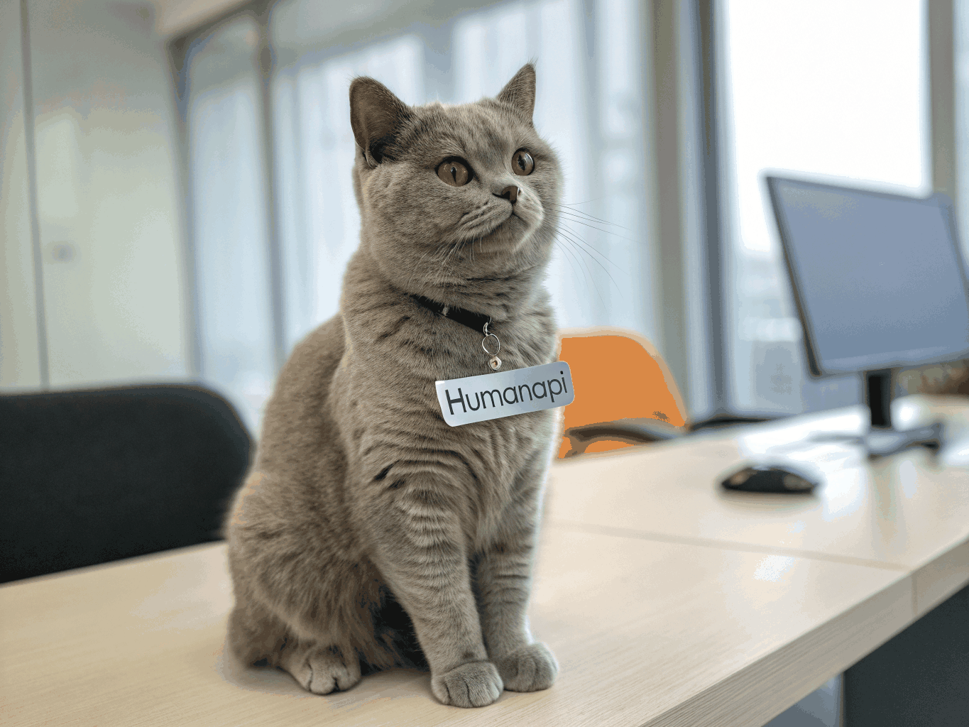 A sleek cat sitting near glowing server racks in a modern data center