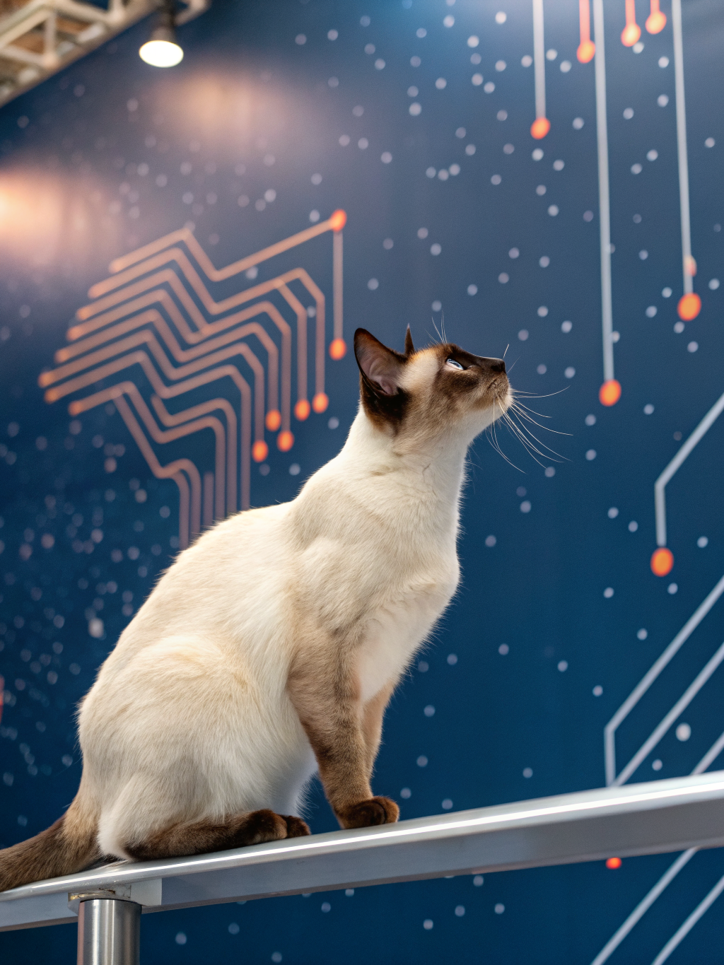 A sleek cat sitting near a glowing server rack in a modern, dimly lit data center